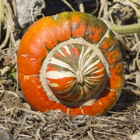 Winter Squash Turks Turban